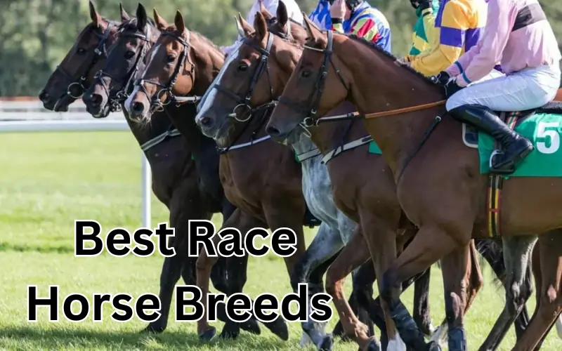 best race horse breeds